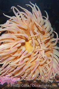 Christmas anemone, feeds on small crabs, urchins and fish, may live 60 to 80 years, Urticina crassicornis
