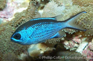 Blue chromis, Chromis cyanea