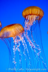 Sea nettles, Chrysaora fuscescens