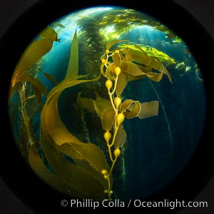 Giant Kelp Forest, West End Catalina Island, rendered in the round by a circular fisheye lens