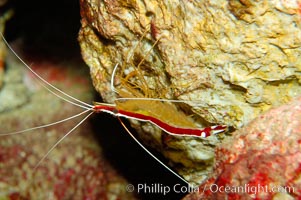 Cleaner shrimp, Lysmata amboinensis