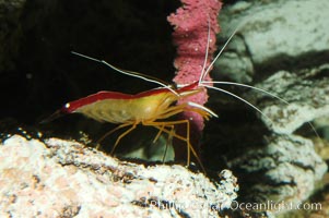Cleaner shrimp, Lysmata amboinensis