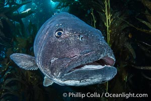 Closeup Portrait of the Face of a Giant Black Sea Bass, showing parasitic sea lice. These parasites find their nutrition from the skin and blood of the host giant sea bass. Smaller fishes such as senoritas and wrasses will commonly clean the sea lice off the giant sea bass, Stereolepis gigas, Catalina Island