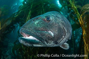 Closeup Portrait of the Mouth of a Giant Black Sea Bass, Catalina Island, Stereolepis gigas