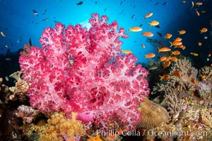 Closeup view of  colorful dendronephthya soft corals, reaching out into strong ocean currents to capture passing planktonic food, Fiji, Dendronephthya