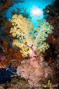 Closeup view of  colorful dendronephthya soft corals, reaching out into strong ocean currents to capture passing planktonic food, Fiji, Dendronephthya, Namena Marine Reserve, Namena Island