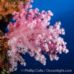 Closeup view of  colorful dendronephthya soft corals, reaching out into strong ocean currents to capture passing planktonic food, Fiji, Dendronephthya