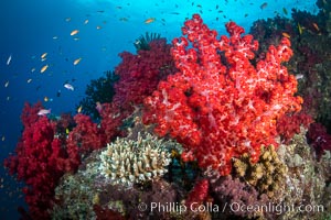 Closeup view of  colorful dendronephthya soft corals, reaching out into strong ocean currents to capture passing planktonic food, Fiji, Dendronephthya, Gau Island, Lomaiviti Archipelago