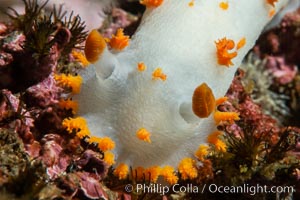 Clown Nudibranch, Triopha catalinae, Browning Passage, Vancouver Island, Triopha catalinae