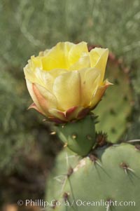 Coast prickly pear cactus in bloom, Batiquitos Lagoon, Carlsbad, Opuntia littoralis