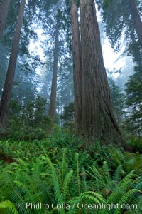 Coast redwood, or simply 'redwood', the tallest tree on Earth, reaching a height of 379' and living 3500 years or more.  It is native to coastal California and the southwestern corner of Oregon within the United States, but most concentrated in Redwood National and State Parks in Northern California, found close to the coast where moisture and soil conditions can support its unique size and growth requirements, Sequoia sempervirens, Redwood National Park