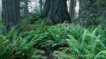 Ferns grow below coastal redwood and Douglas Fir trees, Lady Bird Johnson Grove, Redwood National Park.  The coastal redwood, or simply 'redwood', is the tallest tree on Earth, reaching a height of 379' and living 3500 years or more.  It is native to coastal California and the southwestern corner of Oregon within the United States, but most concentrated in Redwood National and State Parks in Northern California, found close to the coast where moisture and soil conditions can support its unique size and growth requirements, Sequoia sempervirens