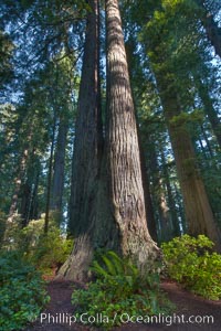 Coast redwood trees in Lady Bird Johnson Grove, Redwood National Park.  The coastal redwood, or simply 'redwood', is the tallest tree on Earth, reaching a height of 379' and living 3500 years or more, Sequoia sempervirens