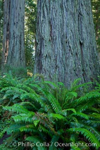 Giant redwood, Lady Bird Johnson Grove, Redwood National Park.  The coastal redwood, or simply 'redwood', is the tallest tree on Earth, reaching a height of 379' and living 3500 years or more.  It is native to coastal California and the southwestern corner of Oregon within the United States, but most concentrated in Redwood National and State Parks in Northern California, found close to the coast where moisture and soil conditions can support its unique size and growth requirements, Sequoia sempervirens