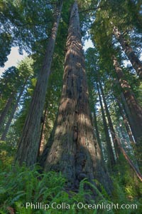 Coast redwood trees in Lady Bird Johnson Grove, Redwood National Park.  The coastal redwood, or simply 'redwood', is the tallest tree on Earth, reaching a height of 379' and living 3500 years or more, Sequoia sempervirens