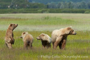 Brown bear mother sow and her three cubs, alert to the approach of another adult brown bear who may be a threat to the cubs, Ursus arctos, Lake Clark National Park, Alaska