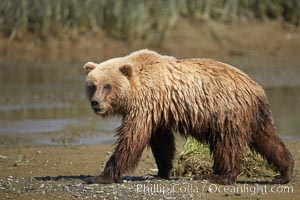 Coastal brown bear walks in Silver Salmon Creek, Ursus arctos, Lake Clark National Park, Alaska