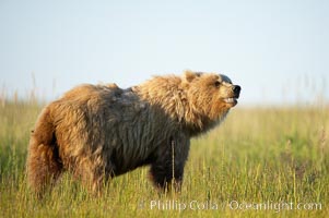 Young coastal brown bear in sedge grass meadow, Ursus arctos, Lake Clark National Park, Alaska