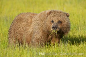 Young brown bear grazes in tall sedge grass.  Brown bears can consume 30 lbs of sedge grass daily, waiting weeks until spawning salmon fill the rivers, Ursus arctos, Lake Clark National Park, Alaska