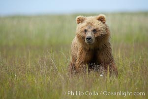 Coastal brown bear cub, one and a half years old, near Johnson River.  This cub will remain with its mother for about another six months, and will be on its own next year, Ursus arctos, Lake Clark National Park, Alaska