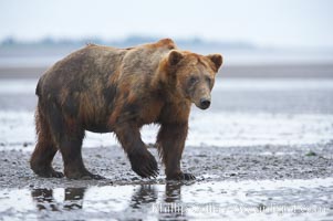 Mature male coastal brown bear boar waits on the tide flats at the mouth of Silver Salmon Creek for salmon to arrive.  Grizzly bear, Ursus arctos, Lake Clark National Park, Alaska