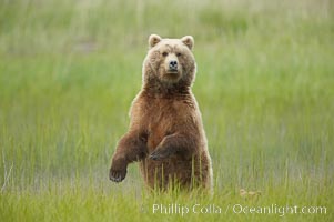 A brown bear mother (sow) stands in tall sedge grass to look for other approaching bears that may be a threat to her cubs, Ursus arctos, Lake Clark National Park, Alaska