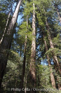 Coastal redwoods and Douglas firs dominate the Muir Woods National Monument north of San Francisco.  Coast redwoods are the worlds tallest living species and second-most massive tree (after the giant Sequoia), reaching 370 ft in height and 22 ft in diameter.  Muir Woods National Monument, Golden Gate National Recreation Area, north of San Francisco, Pseudotsuga menziesii, Sequoia sempervirens