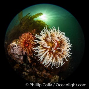 Vancouver Island hosts a profusion of spectacular anemones, on cold water reefs rich with invertebrate life. Browning Pass, Vancouver Island