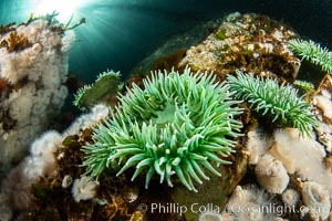 Vancouver Island hosts a profusion of spectacular anemones, on cold water reefs rich with invertebrate life. Browning Pass, Vancouver Island