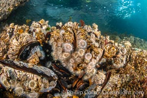 Typical vibrant invertebrate life,  Browning Pass, Vancouver Island