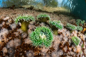 Anemones are found in abundance on a spectacular British Columbia underwater reef, rich with invertebrate life. Browning Pass, Vancouver Island