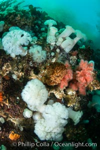 Anemones are found in abundance on a spectacular British Columbia underwater reef, rich with invertebrate life. Browning Pass, Vancouver Island, Metridium farcimen