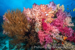 Colorful Dendronephthya Soft Corals and Black Coral, Fiji, Dendronephthya, Nigali Passage, Gau Island, Lomaiviti Archipelago