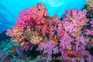 Spectacularly colorful dendronephthya soft corals on South Pacific reef, reaching out into strong ocean currents to capture passing planktonic food, Fiji, Dendronephthya, Nigali Passage, Gau Island, Lomaiviti Archipelago