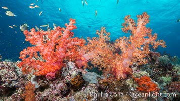 Spectacularly colorful dendronephthya soft corals on South Pacific reef, reaching out into strong ocean currents to capture passing planktonic food, Fiji, Dendronephthya, Pseudanthias, Gau Island, Lomaiviti Archipelago