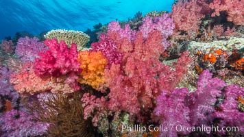 Spectacularly colorful dendronephthya soft corals on South Pacific reef, reaching out into strong ocean currents to capture passing planktonic food, Fiji, Dendronephthya, Nigali Passage, Gau Island, Lomaiviti Archipelago
