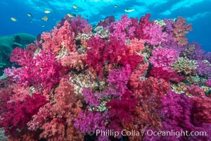 Spectacularly colorful dendronephthya soft corals on South Pacific reef, reaching out into strong ocean currents to capture passing planktonic food, Fiji, Dendronephthya, Nigali Passage, Gau Island, Lomaiviti Archipelago