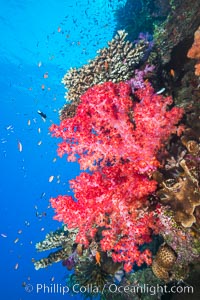 Spectacularly colorful dendronephthya soft corals on South Pacific reef, reaching out into strong ocean currents to capture passing planktonic food, Fiji, Dendronephthya, Namena Marine Reserve, Namena Island