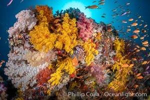 Vibrant displays of color among dendronephthya soft corals on South Pacific reef, reaching out into strong ocean currents to capture passing planktonic food, Fiji, Dendronephthya, Vatu I Ra Passage, Bligh Waters, Viti Levu Island