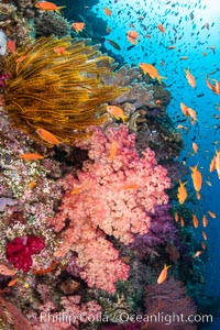 Colorful and exotic coral reef in Fiji, with soft corals, hard corals, anthias fishes, anemones, and sea fan gorgonians, Dendronephthya, Pseudanthias