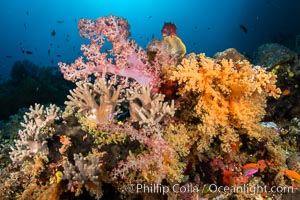 Colorful and exotic coral reef in Fiji, with soft corals, hard corals, anthias fishes, anemones, and sea fan gorgonians, Dendronephthya, Pseudanthias