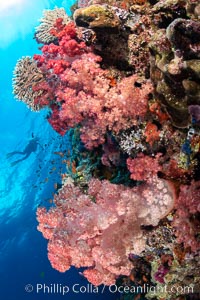 Vibrant displays of color among dendronephthya soft corals on South Pacific reef, reaching out into strong ocean currents to capture passing planktonic food, Fiji, Dendronephthya, Vatu I Ra Passage, Bligh Waters, Viti Levu Island