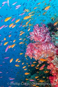 Spectacularly colorful dendronephthya soft corals on South Pacific reef, reaching out into strong ocean currents to capture passing planktonic food, Fiji, Dendronephthya, Bligh Waters