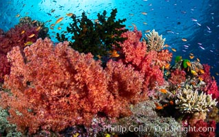 Spectacularly colorful dendronephthya soft corals on South Pacific reef, reaching out into strong ocean currents to capture passing planktonic food, Fiji, Dendronephthya, Namena Marine Reserve, Namena Island