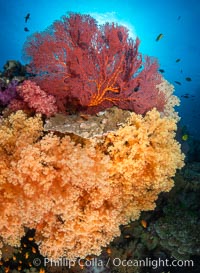 Colorful and exotic coral reef in Fiji, with soft corals, hard corals, anthias fishes, anemones, and sea fan gorgonians, Pseudanthias