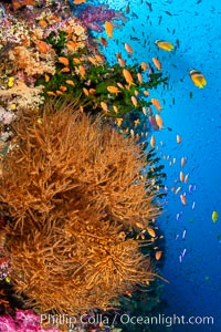 Colorful and exotic coral reef in Fiji, with soft corals, hard corals, anthias fishes, anemones, and sea fan gorgonians, Pseudanthias