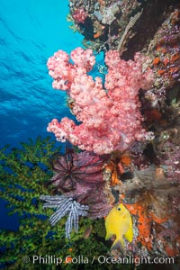 Soft corals (gorgonians, dendronephthya) and hard corals cover a pristine and beautiful south Pacific coral reef, Fiji, Dendronephthya, Gorgonacea, Vatu I Ra Passage, Bligh Waters, Viti Levu  Island