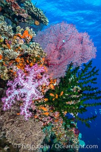 Soft corals (gorgonians, dendronephthya) and hard corals cover a pristine and beautiful south Pacific coral reef, Fiji, Dendronephthya, Gorgonacea, Plexauridae, Pseudanthias, Tubastrea micrantha