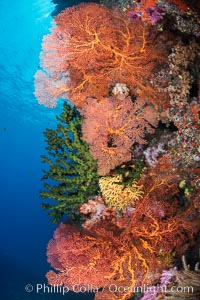 Soft corals (gorgonians, dendronephthya) and hard corals cover a pristine and beautiful south Pacific coral reef, Fiji, Dendronephthya, Gorgonacea, Plexauridae, Vatu I Ra Passage, Bligh Waters, Viti Levu  Island
