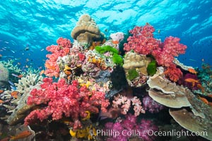 Colorful dendronephthya soft corals and various hard corals, flourishing on a pristine healthy south pacific coral reef.  The soft corals are inflated in strong ocean currents, capturing passing planktonic food with their many small polyps, Dendronephthya, Namena Marine Reserve, Namena Island, Fiji